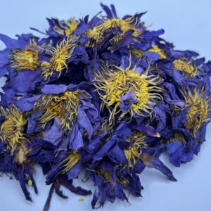 Blue Lotus Flower (Nymphaea caerulea)